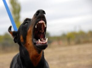 How Podor Law Fights for Dog Bite Victims