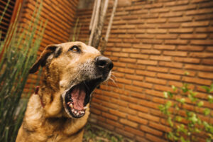 Can You Sue for a Dog Bite? What Victims Need to Know About Filing a Claim