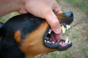 Dog Bite Statute of Limitations: How Long Do You Have?